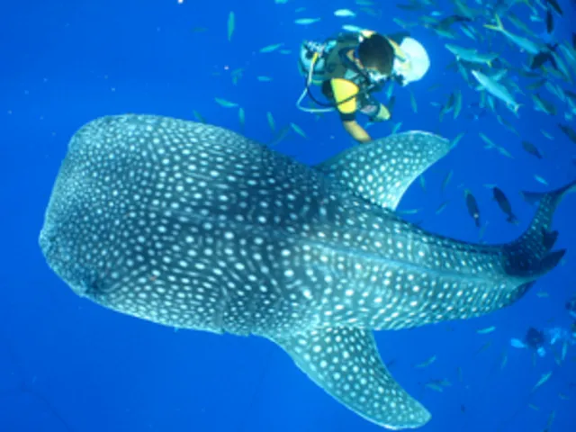 【トップマリン残波】沖縄で感じる海の呼吸！人気で感動的なジンベエザメ体験ダイビング