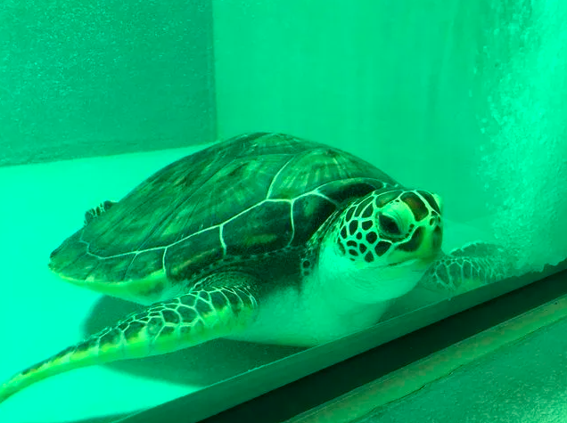 【久米島ウミガメ館】ウミガメが見れる！久米島で学ぶ海洋生物の神秘