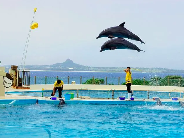 【オキちゃん劇場】無料で楽しめる！季節ごとに変わるイルカショーが魅力