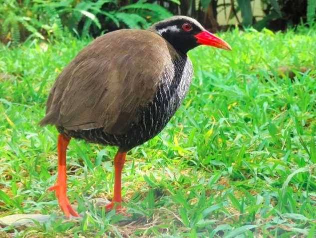 【ヤンバルクイナ生態展示学習施設】絶滅危惧種ヤンバルクイナを間近で見れる施設