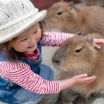 ふれあいが楽しめる！沖縄のおすすめの人気動物園4選