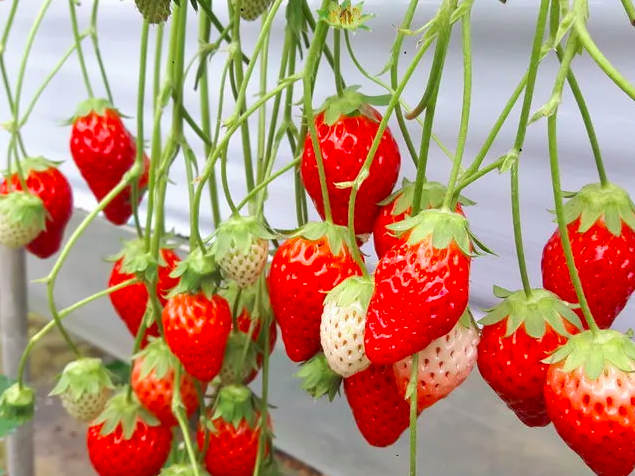 【金城いちご園】摘みたての甘さに感動！4種類のイチゴを好きなだけ食べれる