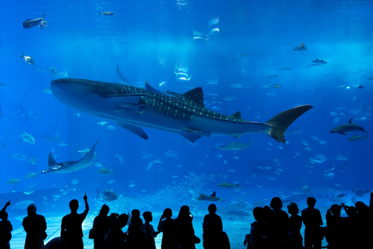 沖縄美ら海水族館 入館券
