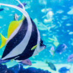 東京のおすすめの人気水族館5選