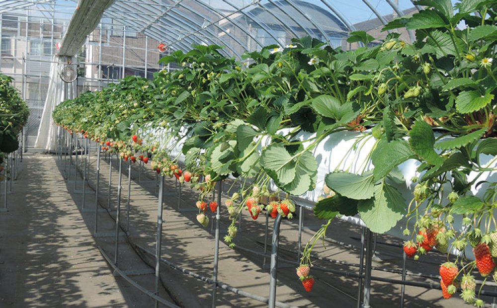 【世田谷いちご熟】快適な都内いちご狩りスポット◎家族や友人と気軽に来れる