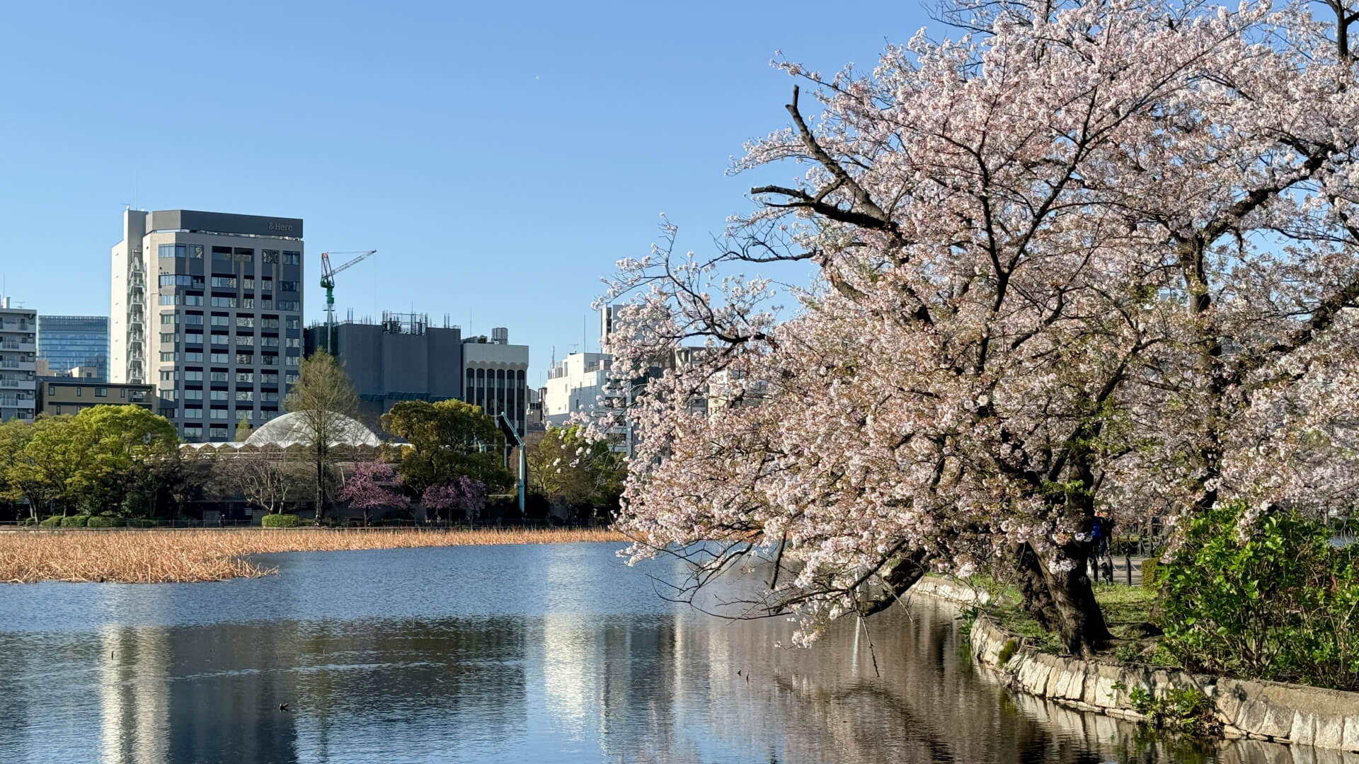 上野のおすすめの人気観光スポット9選