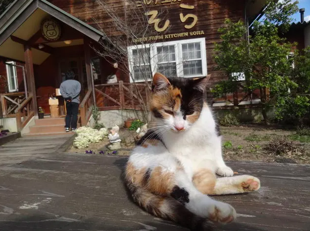 【丹後ジャージー牧場 ミルク工房 そら】ジャージー牛乳の濃厚スイーツを堪能する！