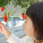 京都のおすすめの人気果物狩り体験5選