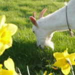 京都のおすすめの人気牧場4選