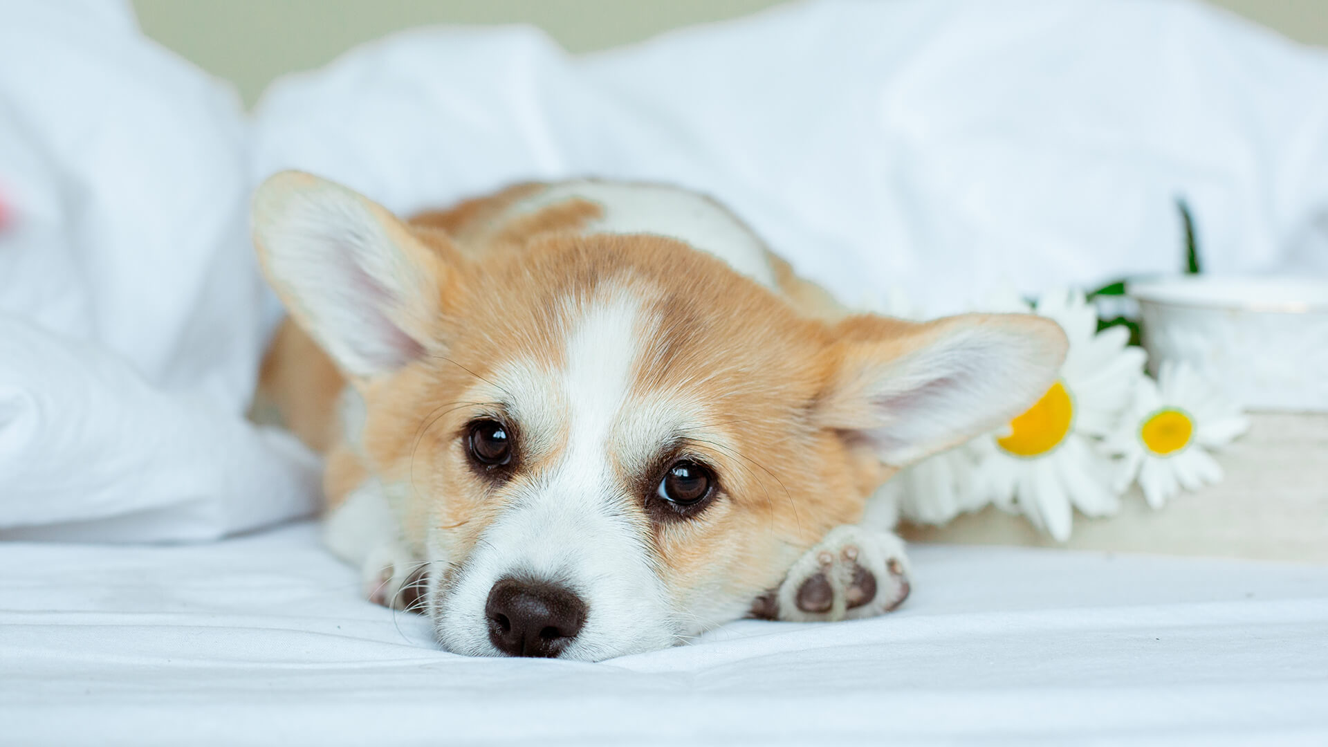 京都のペット宿泊可能なホテル・宿8選