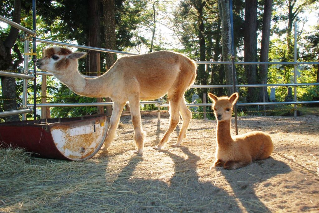 【山古志アルパカ牧場】春先のふわふわアルパカに会える！心なごむひと時