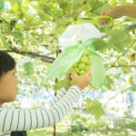 新潟のおすすめの人気果物狩り体験5選