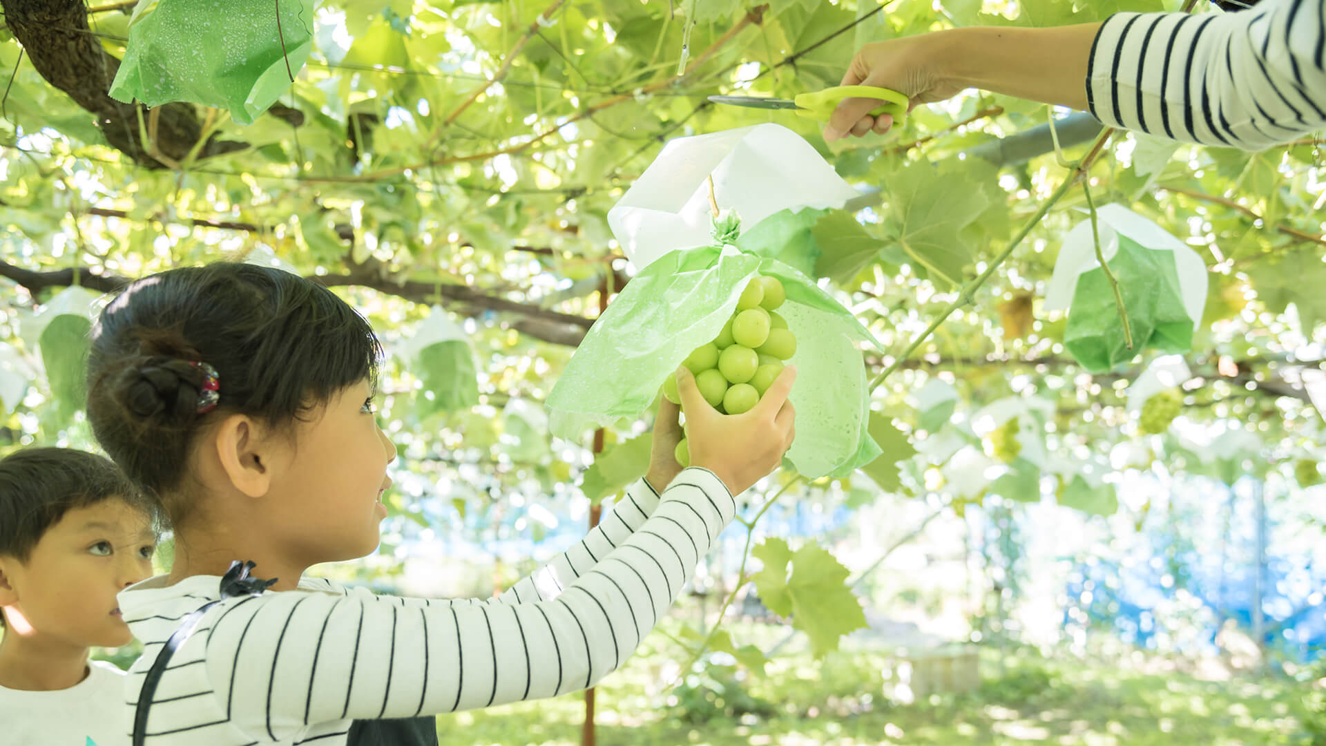 新潟のおすすめの人気果物狩り体験5選