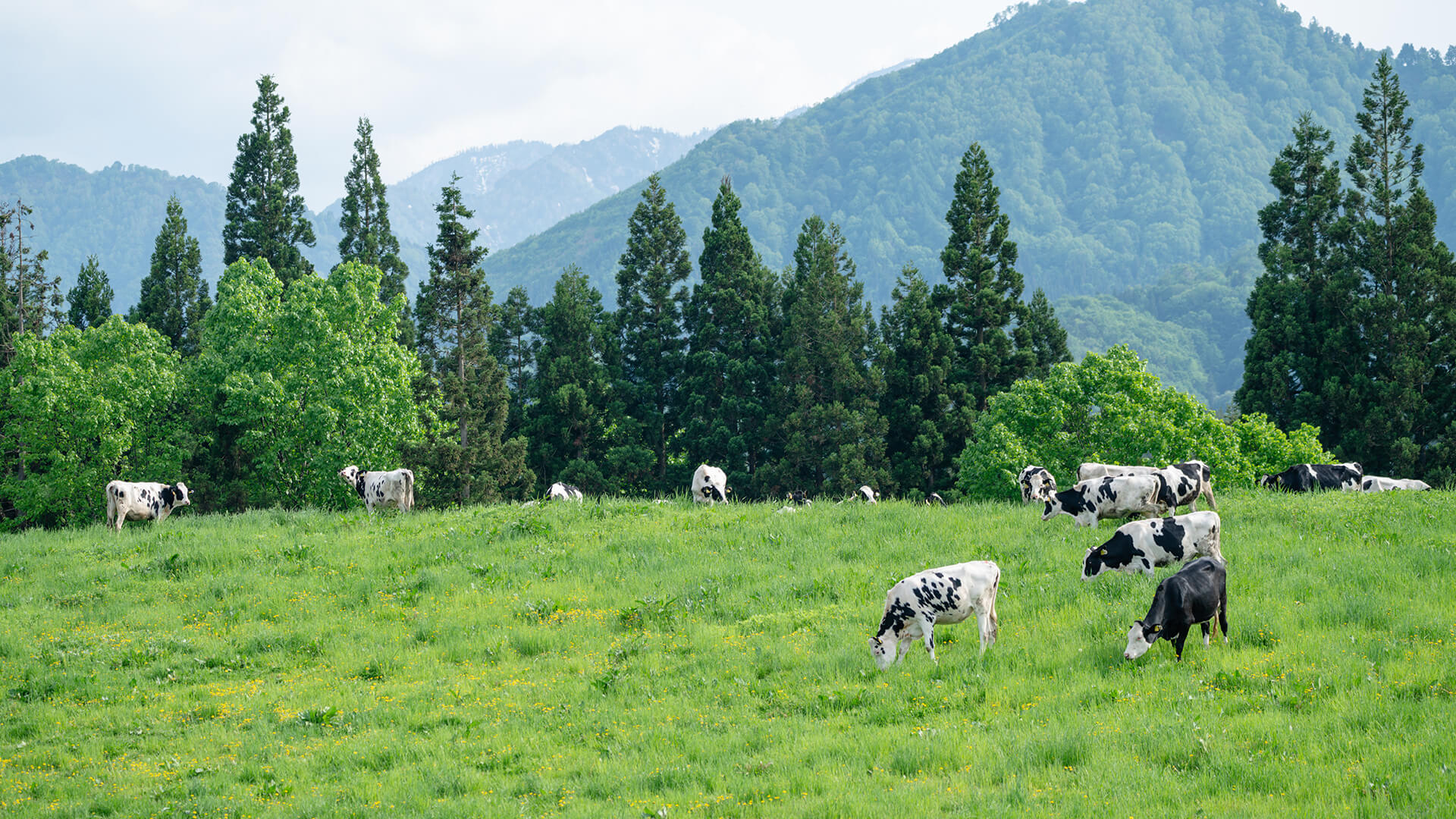 新潟のおすすめの人気牧場3選