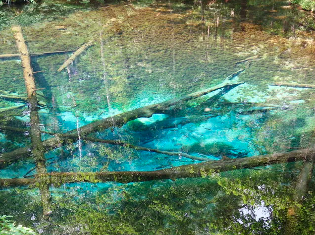 【神の子池】湧水が織り成す静寂と感動の世界！五感で感じる北海道の自然