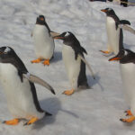 北海道のおすすめの人気水族館5選