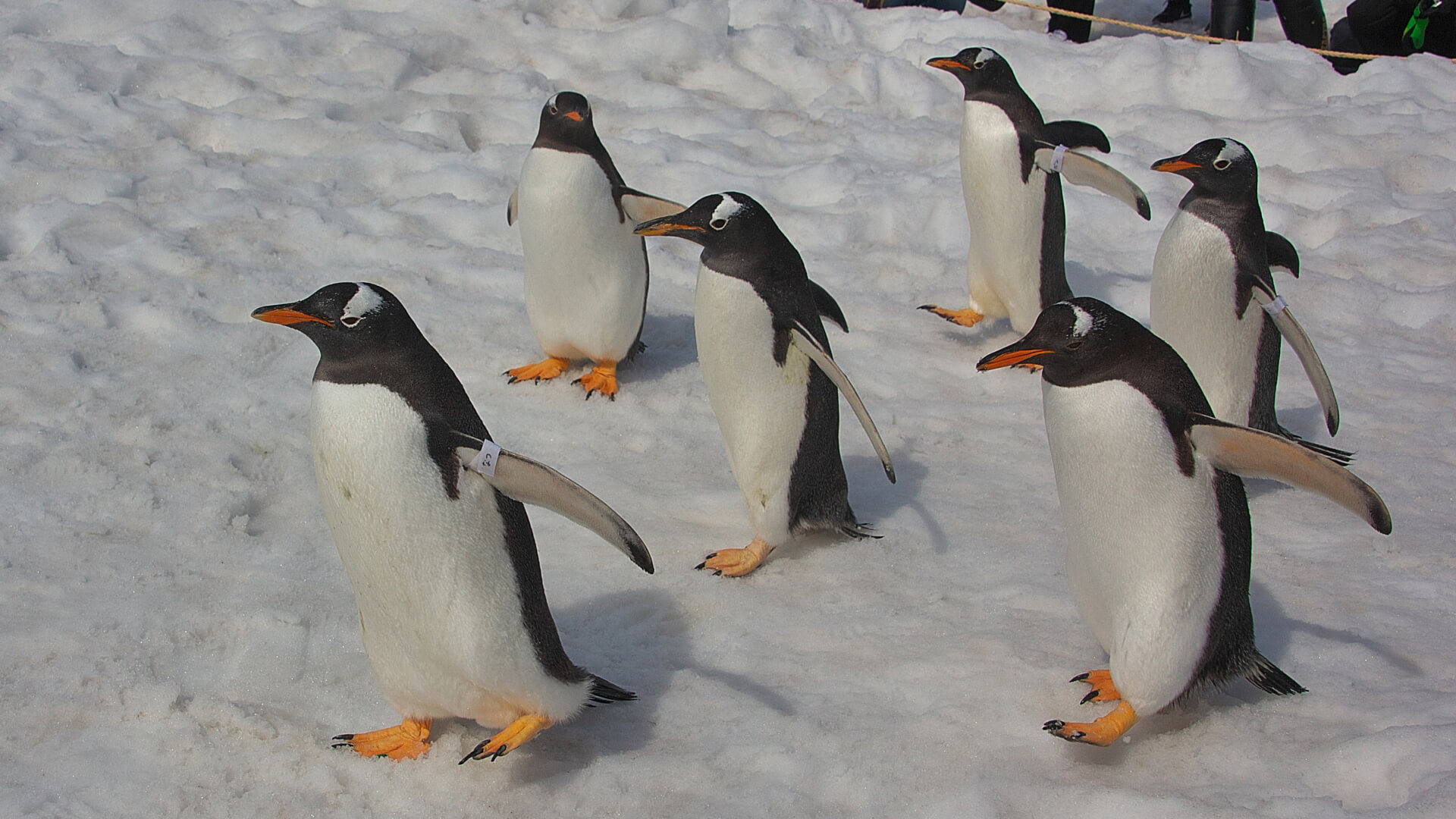 北海道のおすすめの人気水族館5選