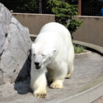 北海道のおすすめの人気動物園5選
