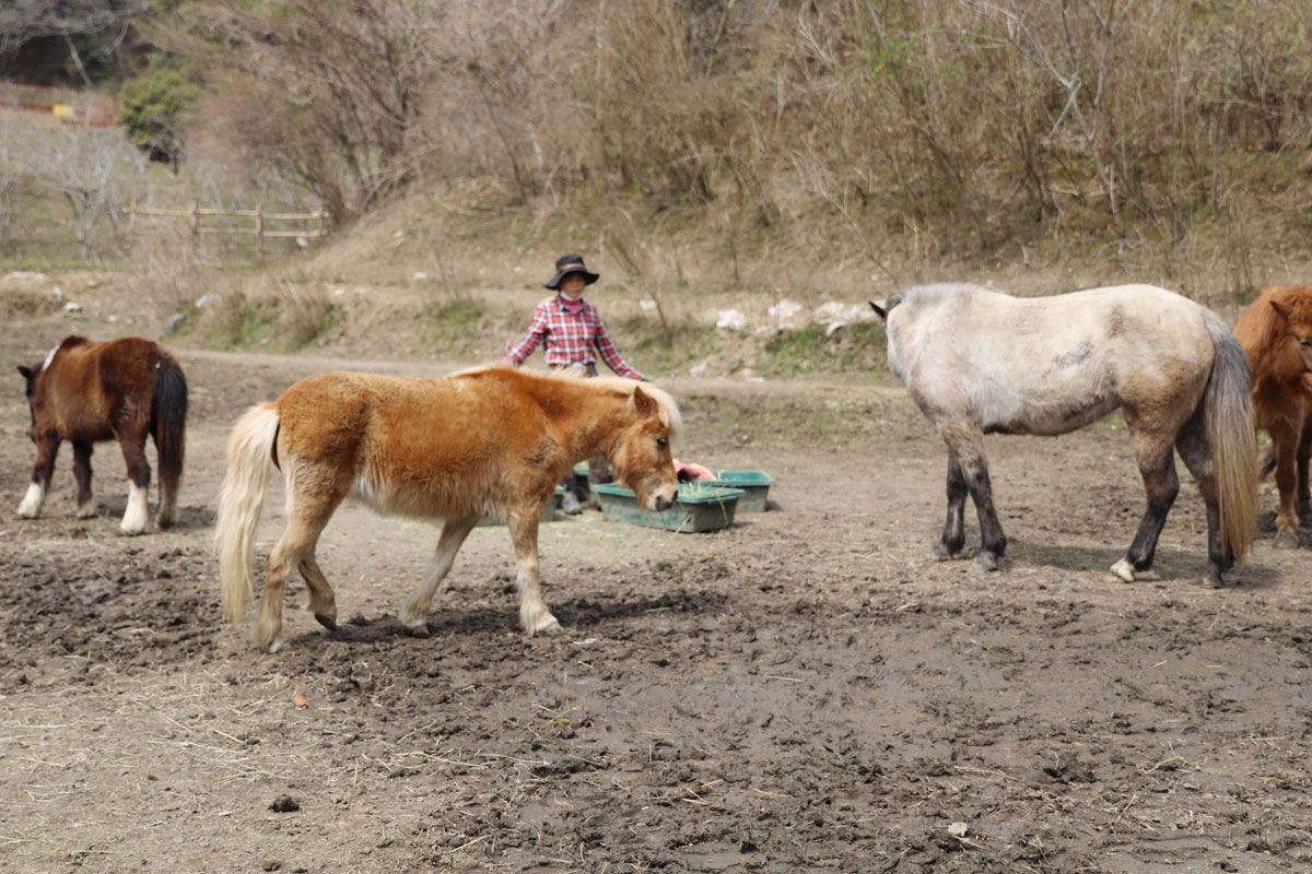【馬あそび 山あそび ぱかぽこひろば】子供と一緒に遊ぼう！馬と一緒に山を登る新しい冒険