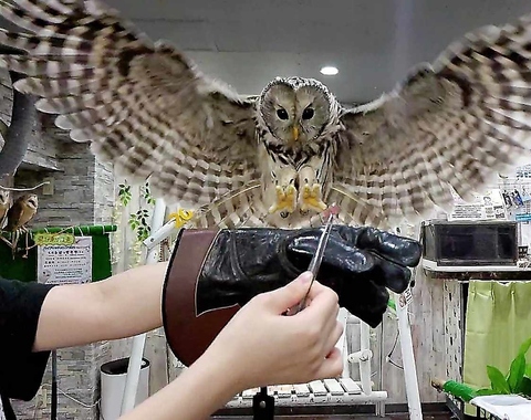 【あうるぱーく フクロウカフェ 池袋西口】フクロウ＆ハリネズミ好き必見！肩乗り体験やエサやりもできるカフェ