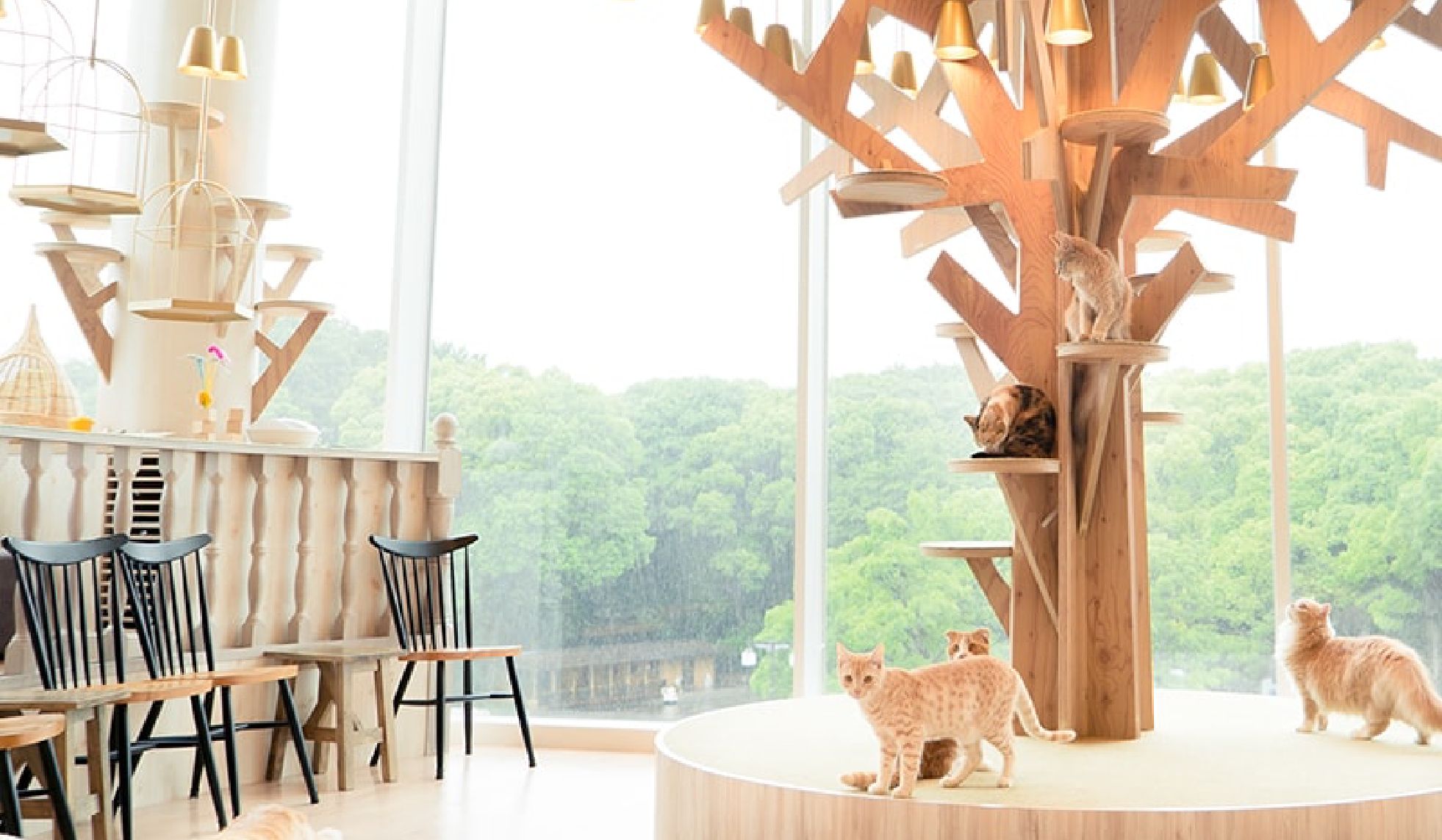 【猫カフェ MOCHA 池袋本店】疲れた心に猫チャージ！Wi-Fi&電源完備でまったり過ごせるカフェ