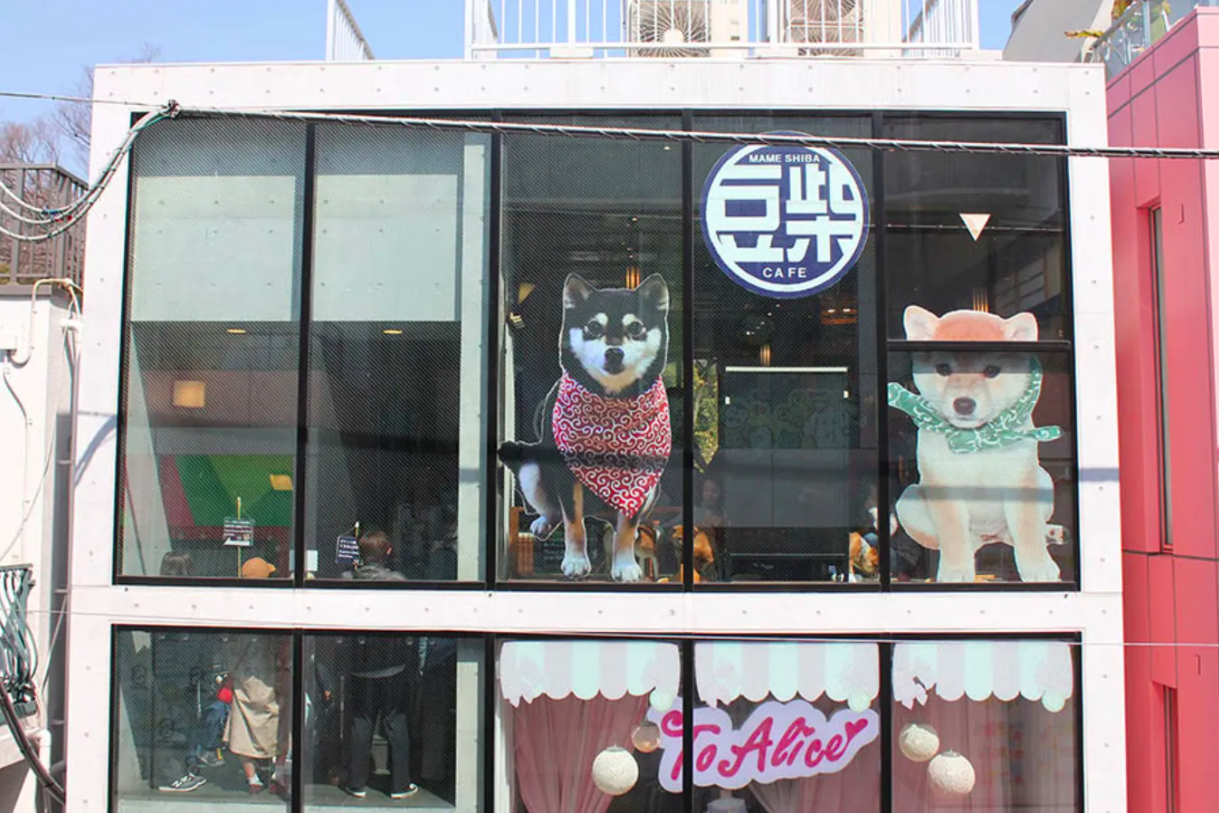 【原宿乃豆柴カフェ】畳の上で豆柴とくつろぐ！畳の空間が魅力の癒し空間