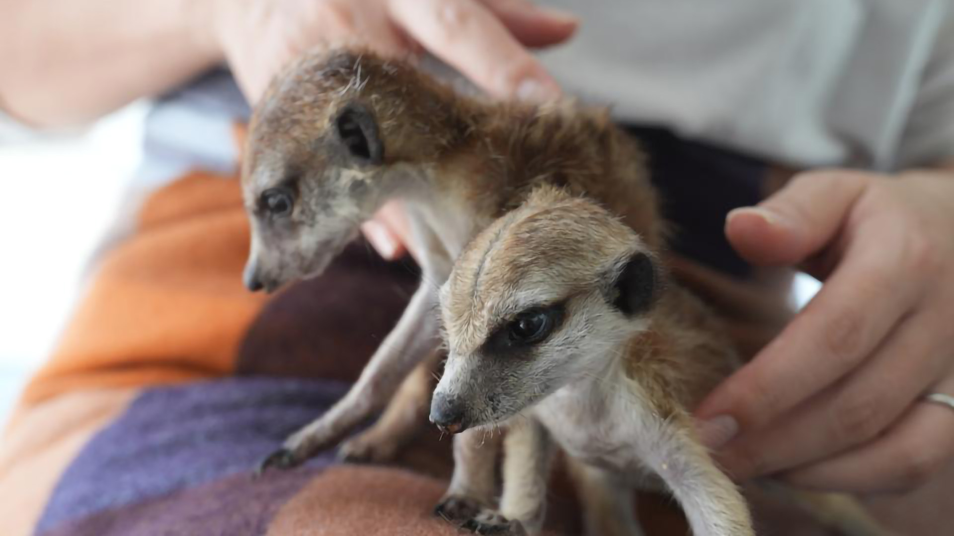 ミーアキャット