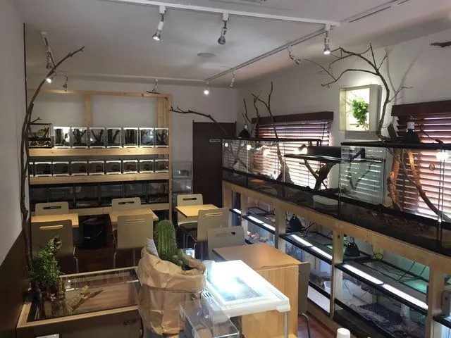 【はちゅカフェ】トカゲもリクガメもすぐそばに！飲み物片手に爬虫類を観察できるカフェ