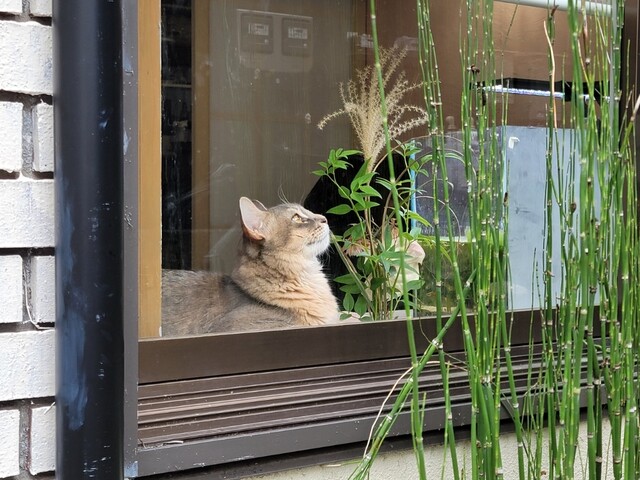 看板猫こやねちゃん